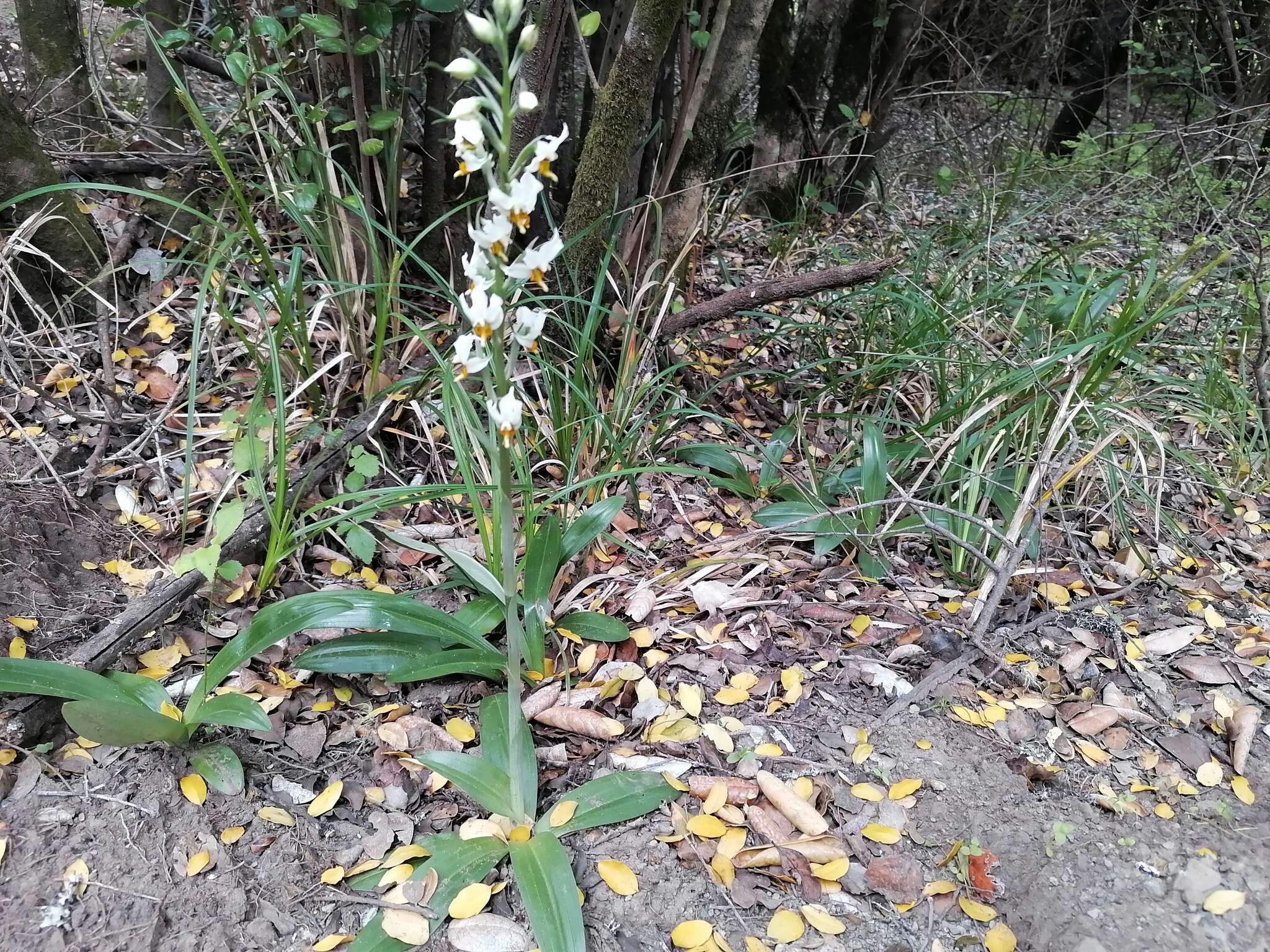 Plancia ëd Gavilea longibracteata (Lindl.) Sparre ex L. E. Navas