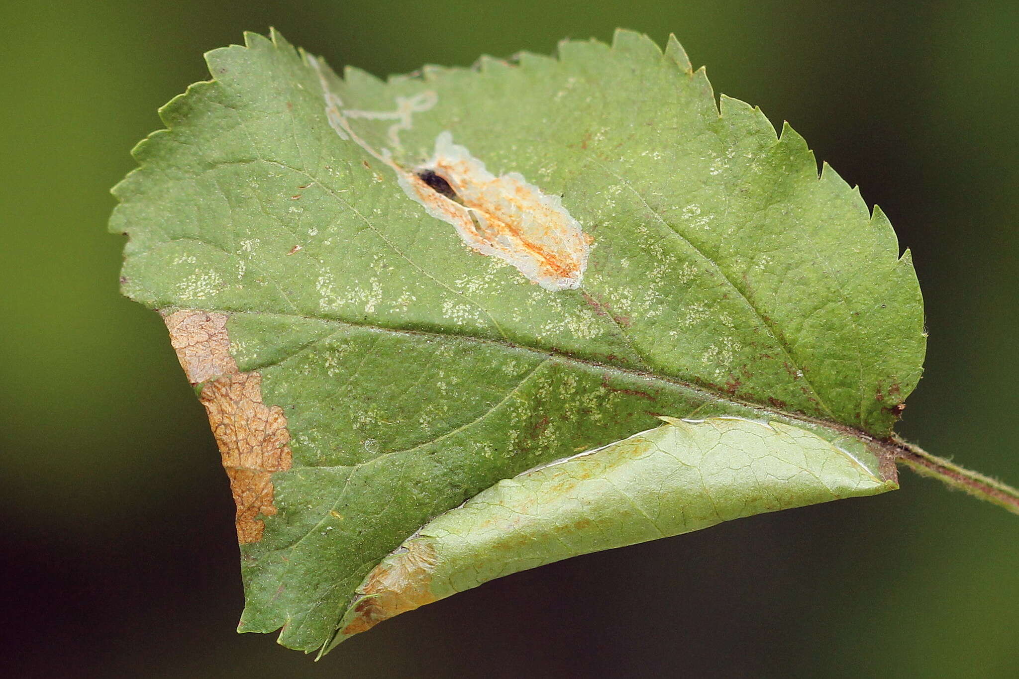 Image of Callisto denticulella (Thunberg 1794)