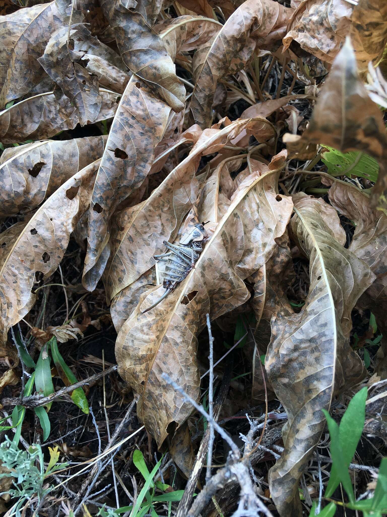 Image of mormon cricket