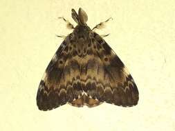 Image of Lymantria ampla Walker 1855