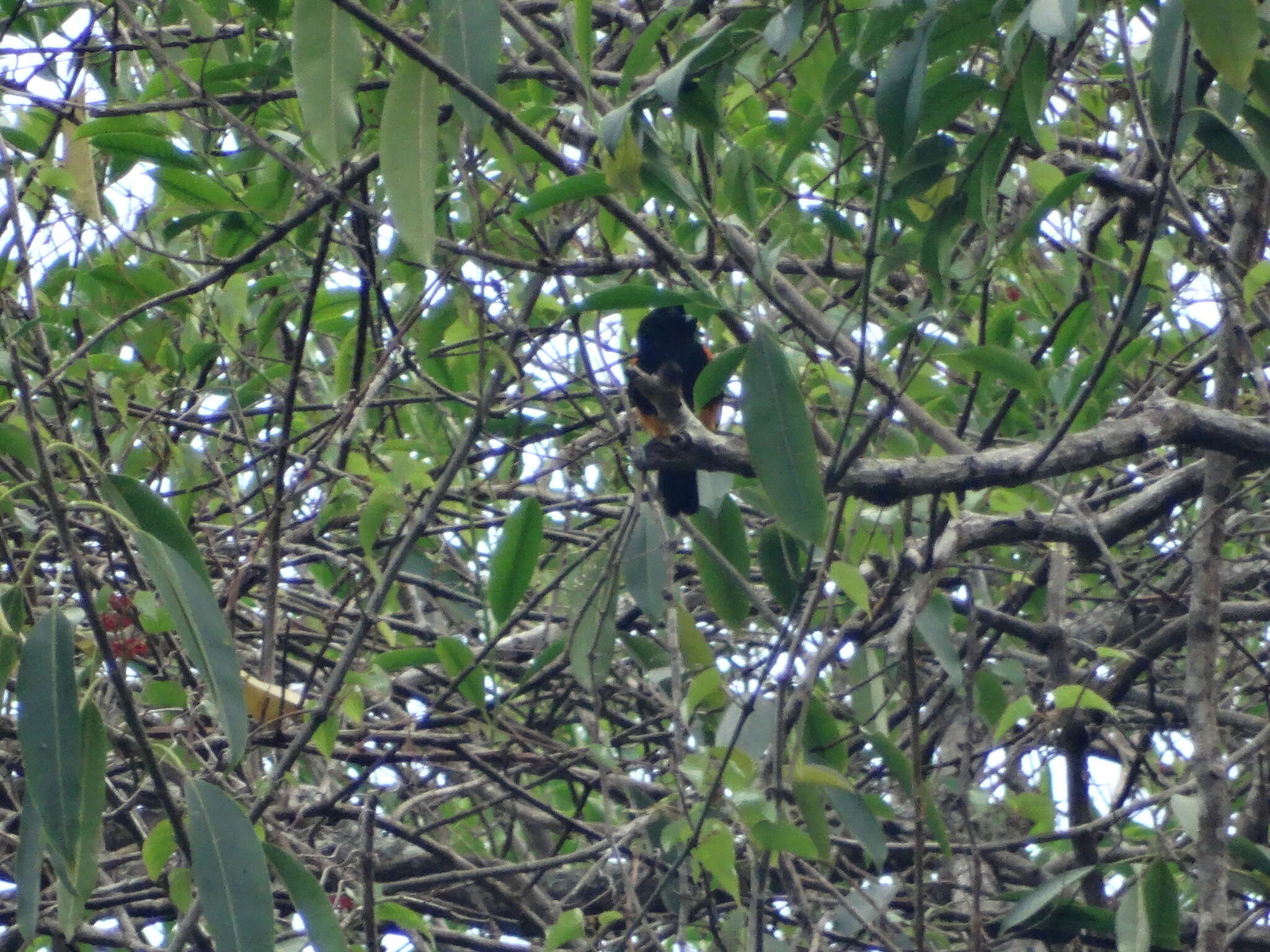 Image of St Lucia Oriole