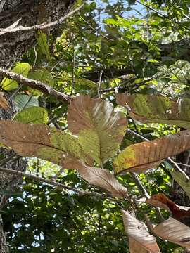 Imagem de Quercus variabilis Blume