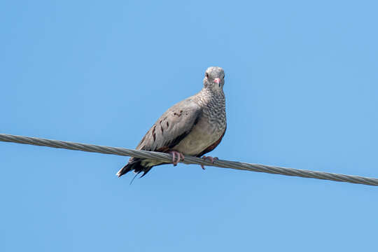 Plancia ëd Columbina passerina passerina (Linnaeus 1758)