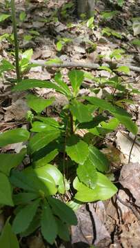 Image de Chimaphila umbellata subsp. umbellata