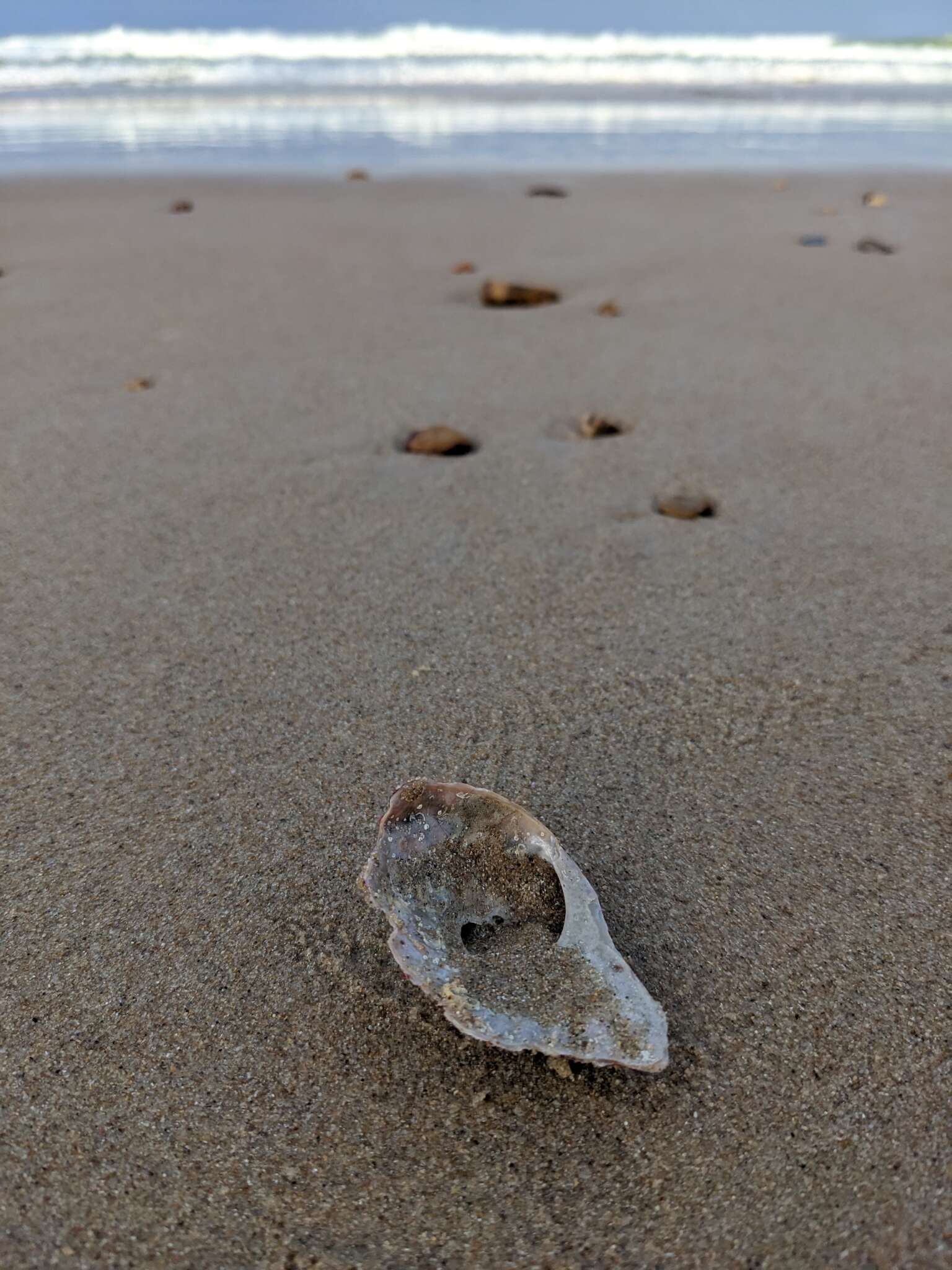 Image of staircase abalone