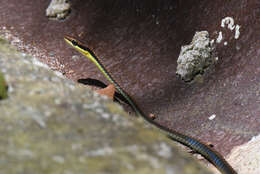 Слика од Dendrelaphis cyanochloris (Wall 1921)