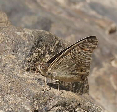 Image of Meadow Argus