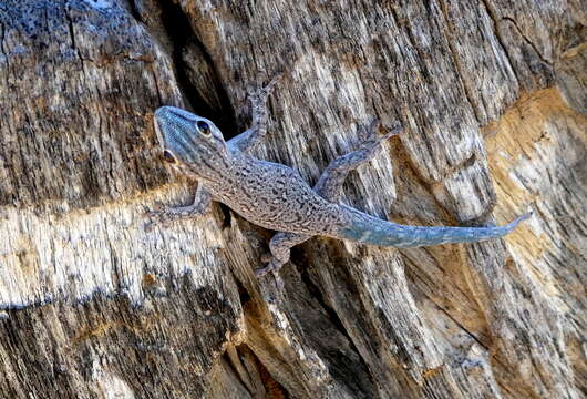 Image of Thicktail Day Gecko