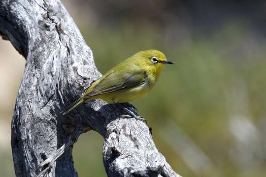 Imagem de Zosterops luteus Gould 1843