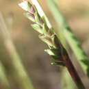 Image of Setaria jubiflora (Trin.) R. D. Webster