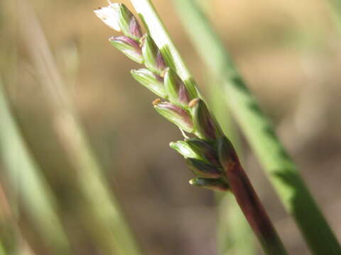 Plancia ëd Setaria jubiflora (Trin.) R. D. Webster