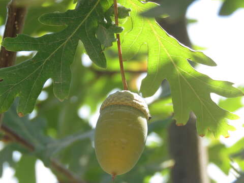 Слика од Quercus robur subsp. pedunculiflora (K. Koch) Menitsky