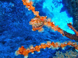 Image of jewel anemone