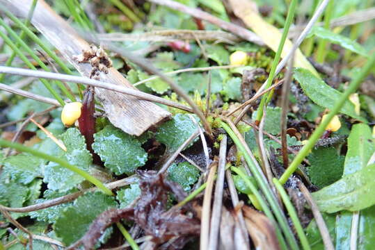 صورة Gunnera dentata T. Kirk