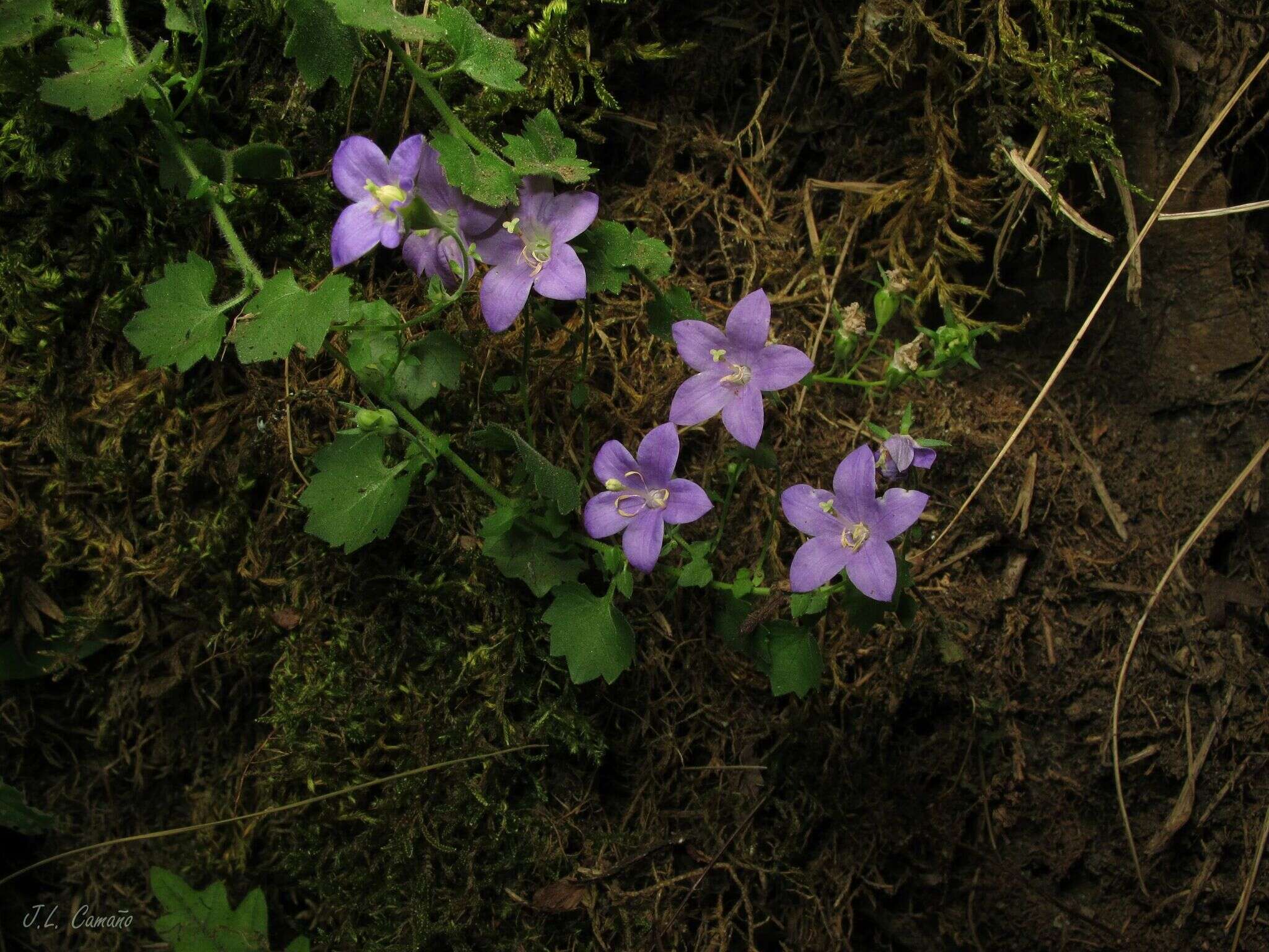 Image of Campanula arvatica subsp. adsurgens (Leresche & Levier) Damboldt