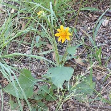 Image de Tithonia thurberi A. Gray