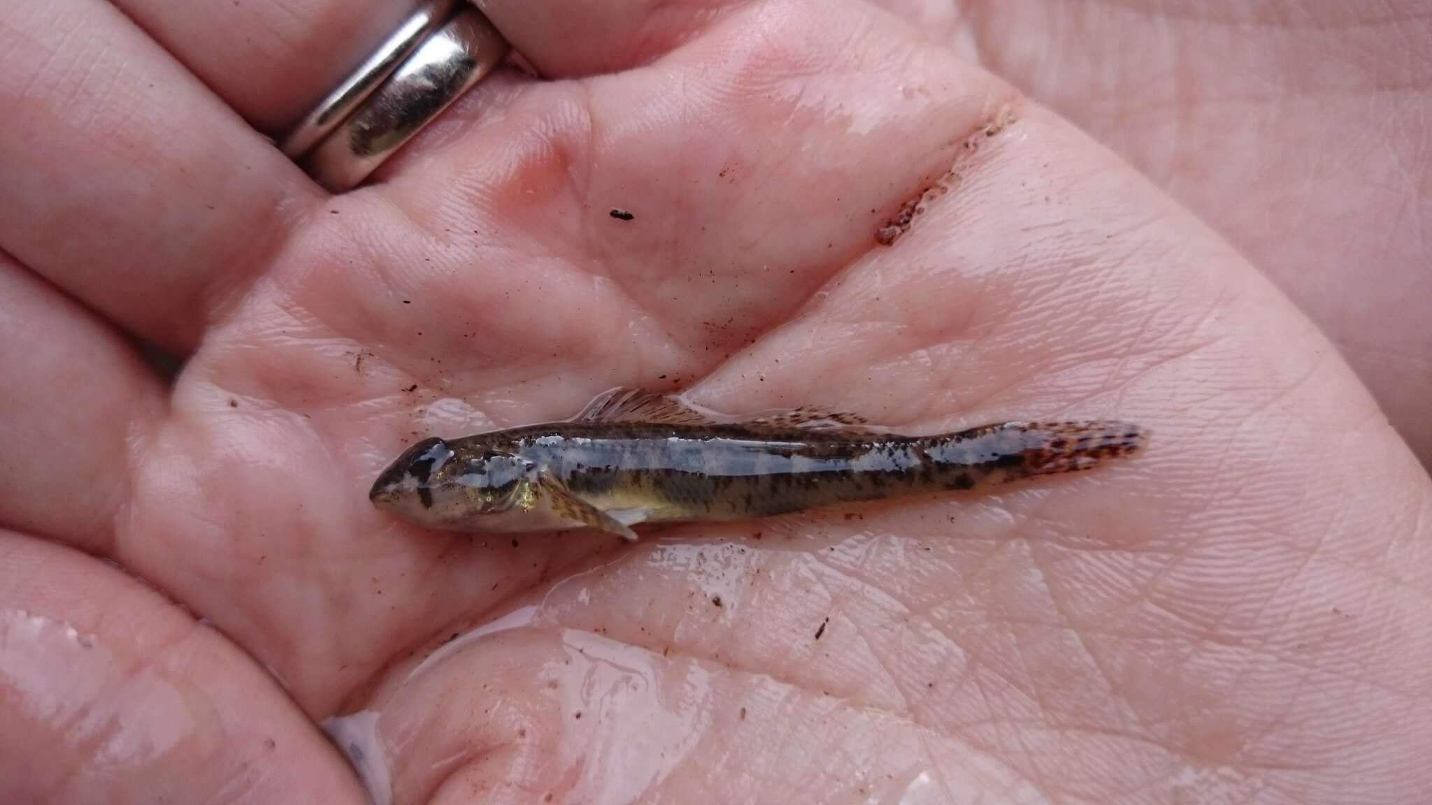 Слика од Etheostoma olmstedi Storer 1842