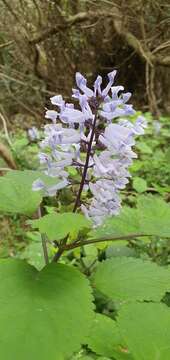 Image of Plectranthus zuluensis T. Cooke