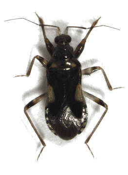 Image of Alloeorrhynchus