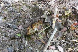 Image of chocolate chip lichen