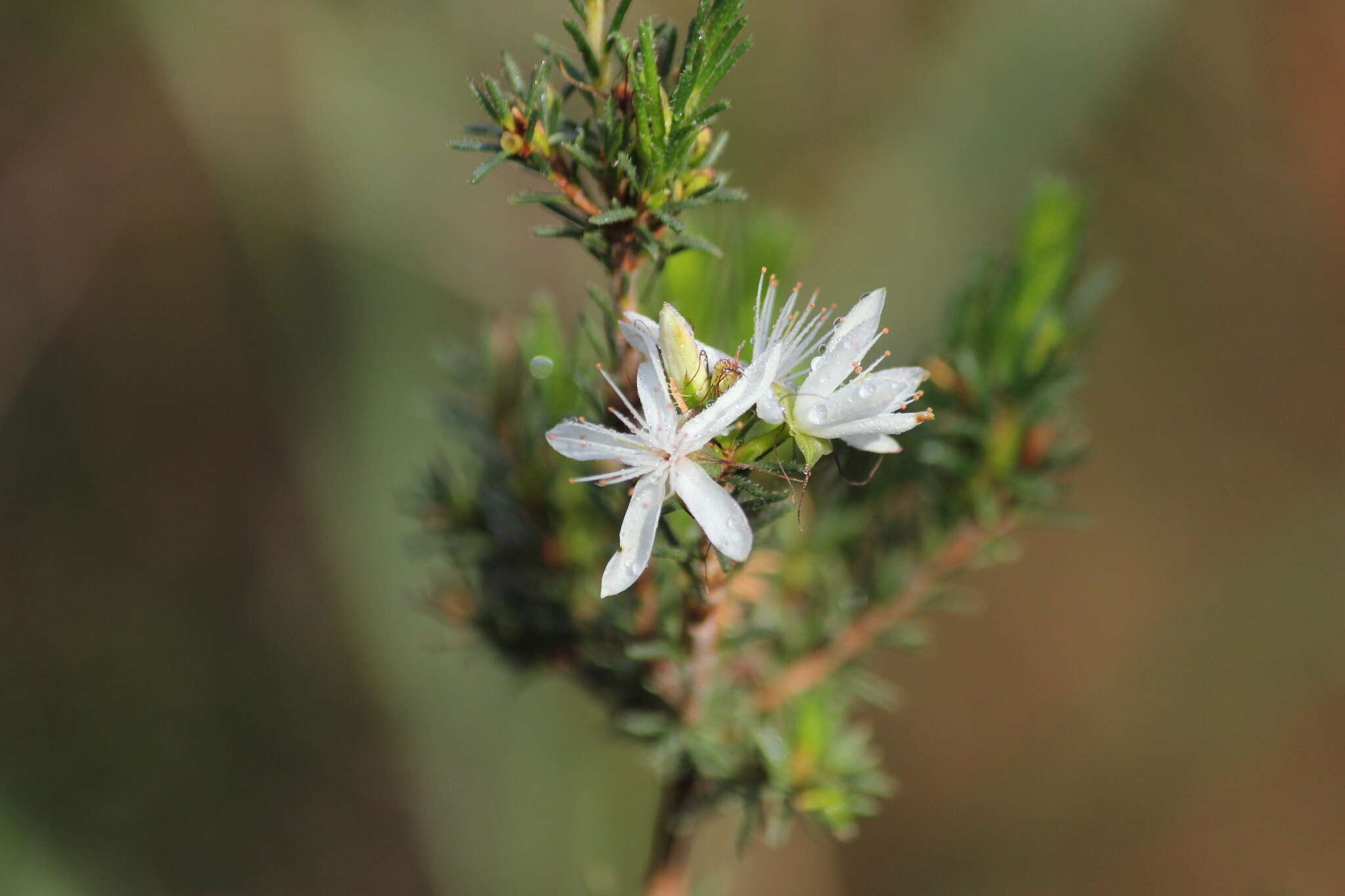 Image of Calytrix tetragona Labill.