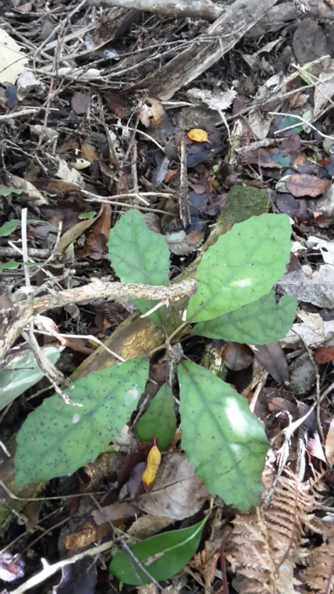 Image of Olearia rani (A. Cunn.) Druce