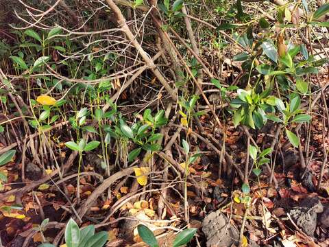 Image of Mangrove