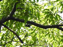 Image of Grey-capped Pygmy Woodpecker