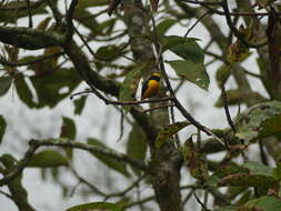 Imagem de Euphonia saturata (Cabanis 1861)