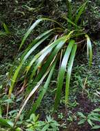 Image of Machaerina iridifolia (Bory) T. Koyama