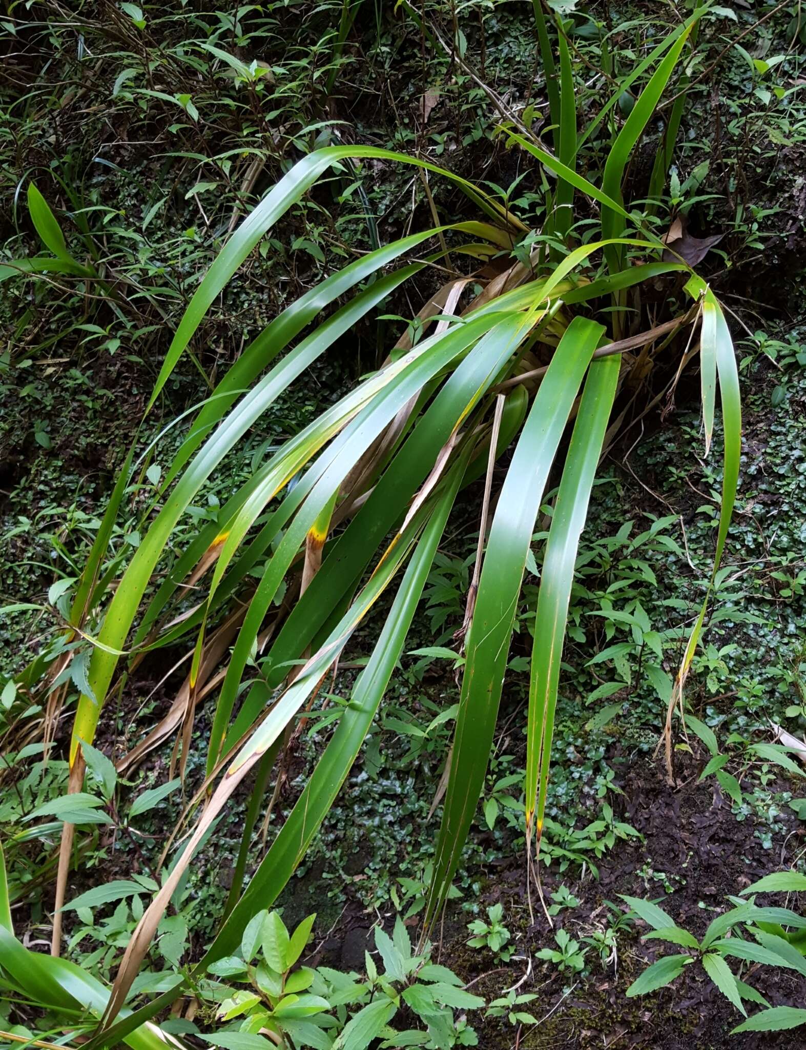 Слика од Machaerina iridifolia (Bory) T. Koyama