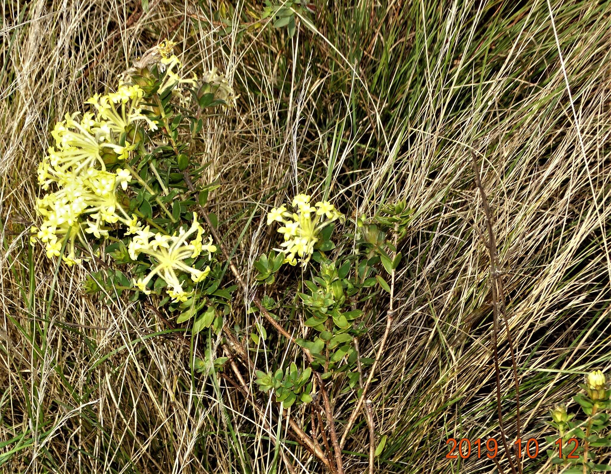 Image of Gnidia anthylloides (L. fil.) Gilg