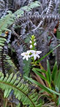 Imagem de Epidendrum fimbriatum Kunth