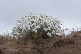 Image of Silene samojedorum (Sambuk) Oxelman