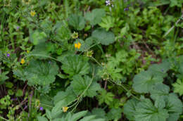 Image of Geum pyrenaicum Miller