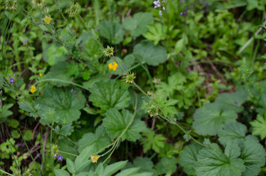 Image of Geum pyrenaicum Miller