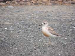 Charadrius obscurus aquilonius Dowding 1994 resmi