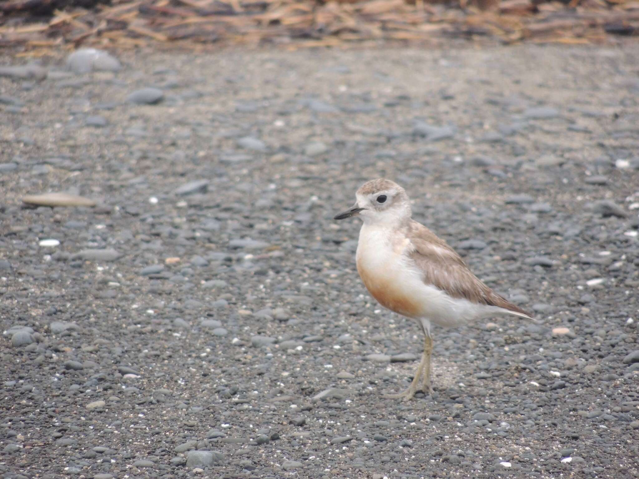 Charadrius obscurus aquilonius Dowding 1994 resmi