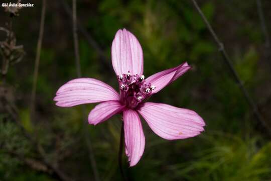 Image of Cosmos carvifolius Benth.