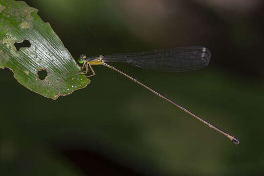 Imagem de Pericnemis stictica Hagen ex Selys 1863