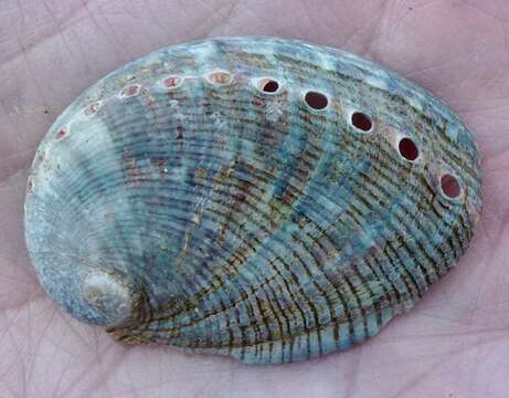 Image of flat abalone