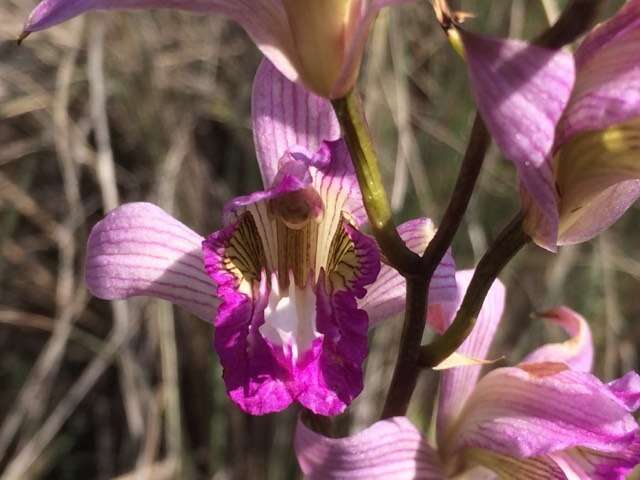 Image of Bletia neglecta Sosa