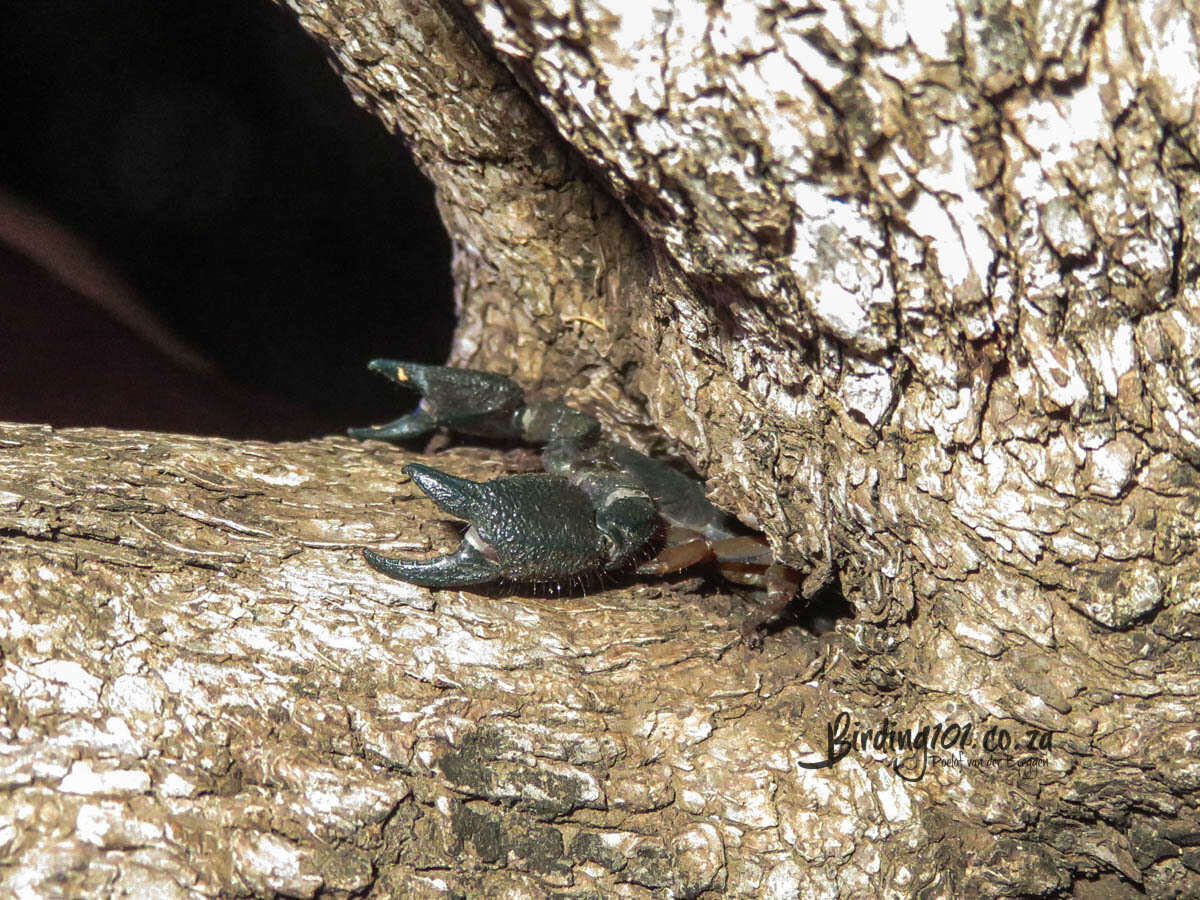 Opisthacanthus asper (Peters 1861) resmi