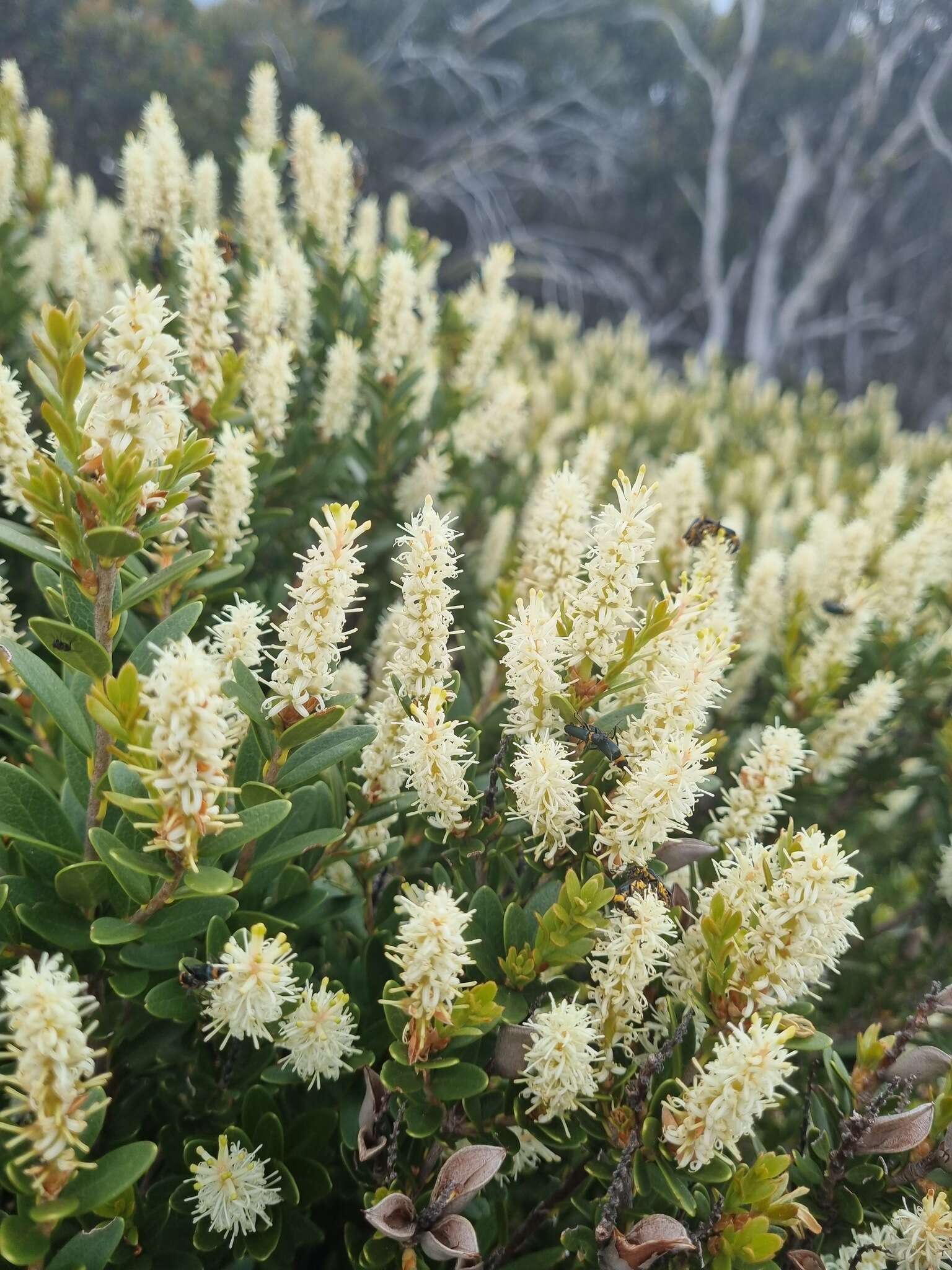 Image of Orites lancifolia F. Müll.