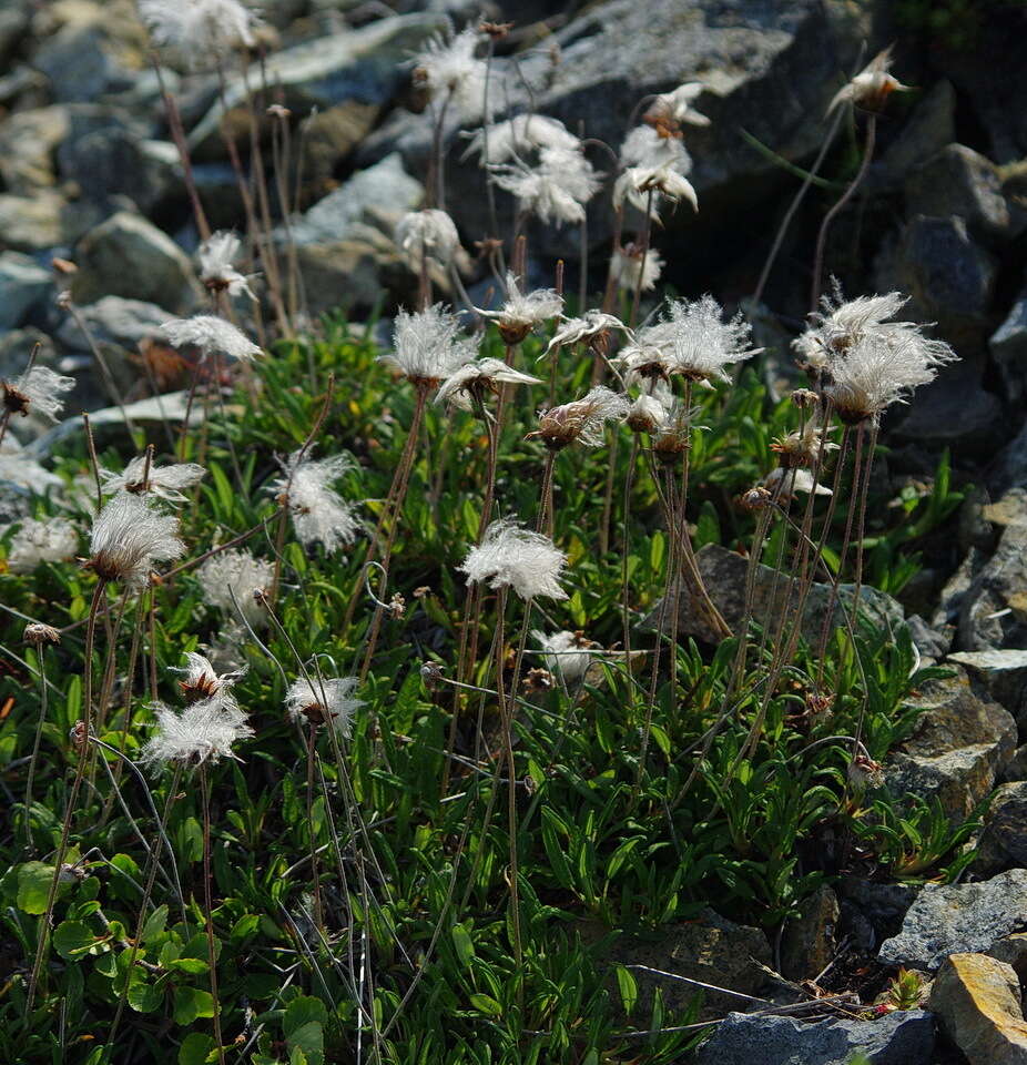 Image of entireleaf mountain-avens