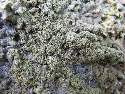 Image of Elegant camouflage lichen