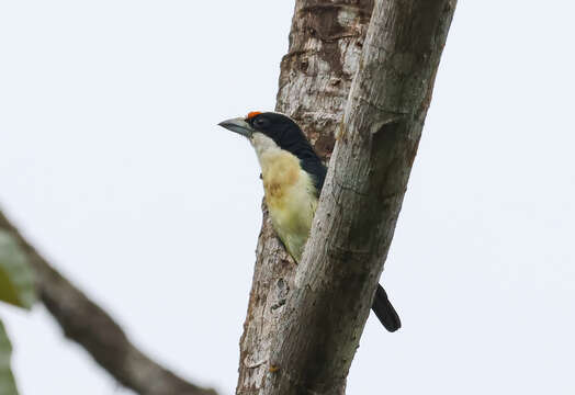 Image of Orange-fronted Barbet