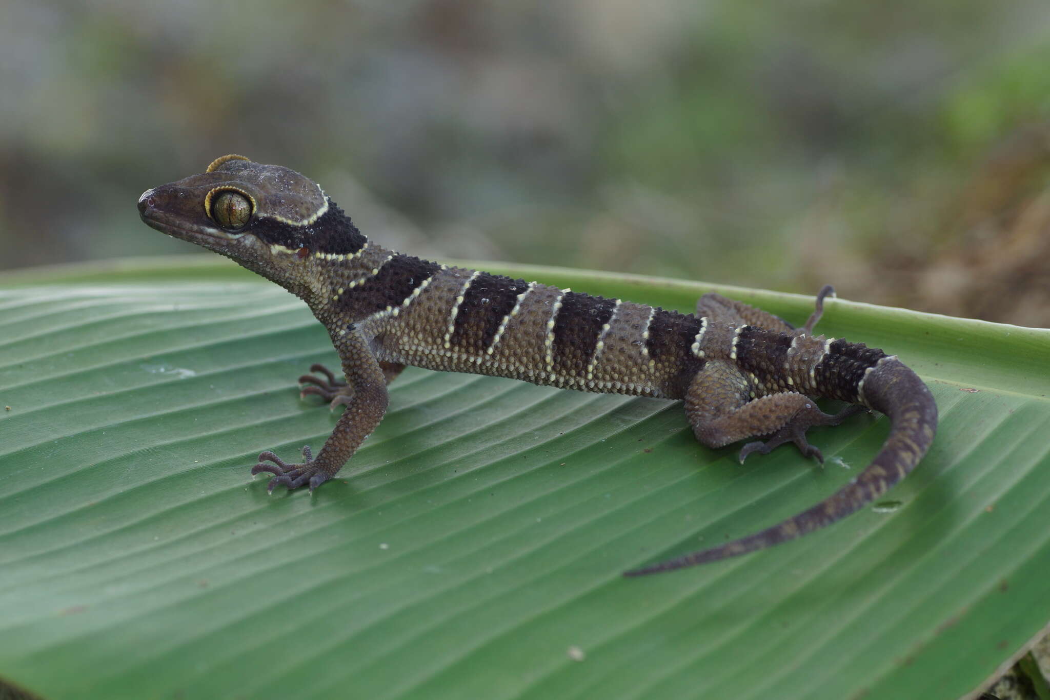 Image of Cyrtodactylus macrotuberculatus Grismer & Ahmad 2008