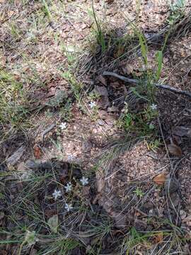 Image of Fendler's sandwort