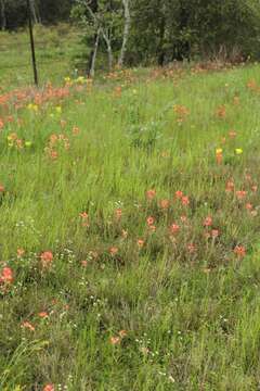 Image of Texas spurge